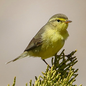 Tickell's Leaf Warbler